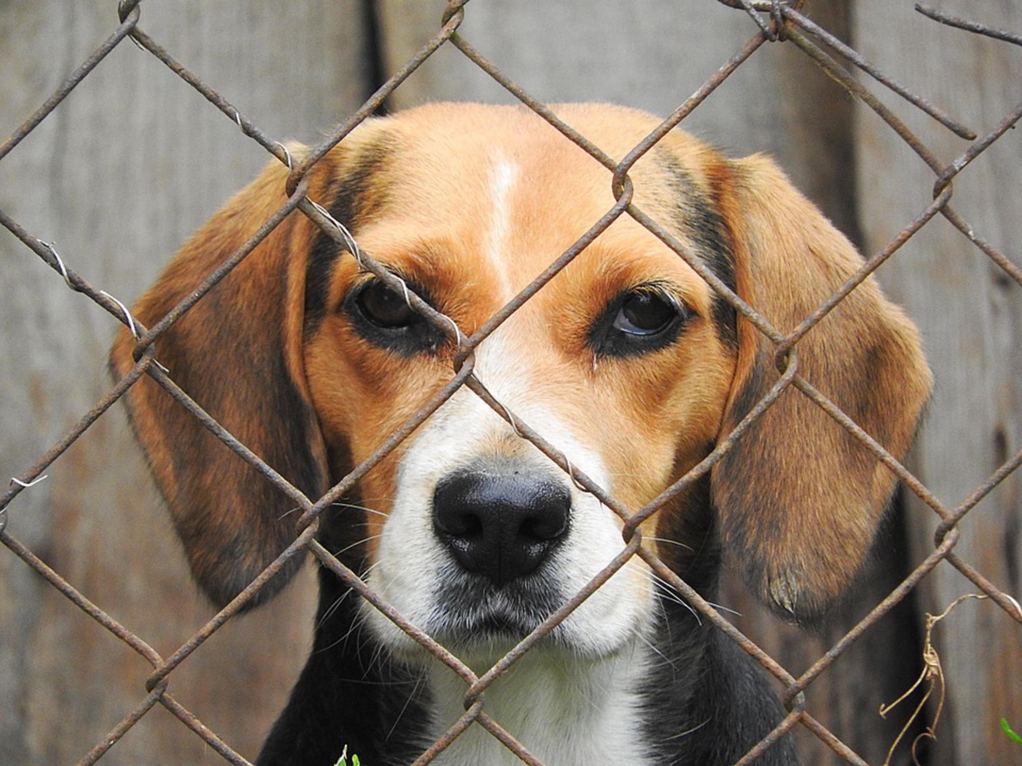 beagle-pixabay